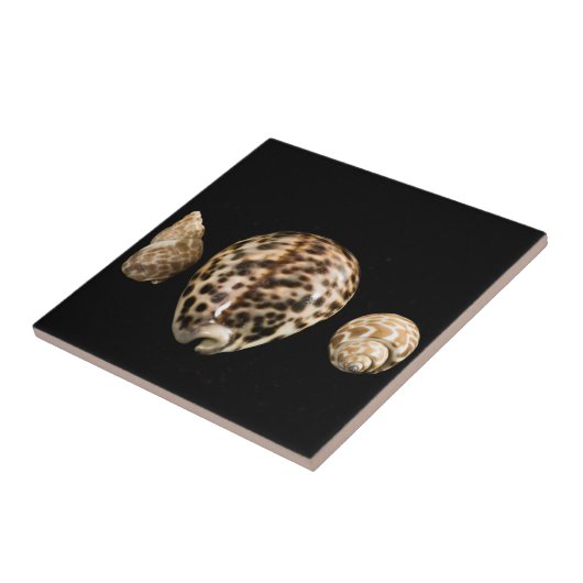 Cowrie Cones 2 Tile Fliese (Seite)