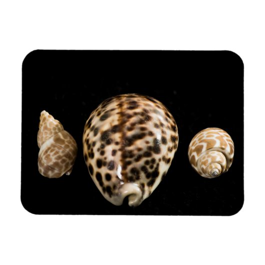 Cowrie Cones 2 Vinyl Magnet (Horizontal)