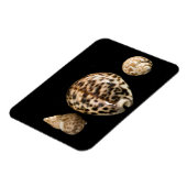 Cowrie Cones 2 Vinyl Magnet (Linke Seite)