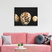 Cowrie Cones 2 Wrapped Canvas Leinwanddruck (Insitu (Wohnzimmer))
