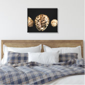 Cowrie Cones 2 Wrapped Canvas Leinwanddruck (Insitu (Schlafzimmer))