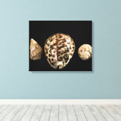 Cowrie Cones 2 Wrapped Canvas Leinwanddruck (Insitu (Holzboden))