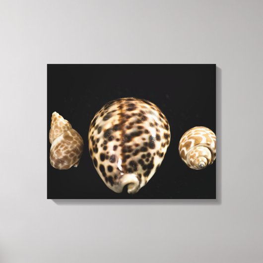 Cowrie Cones 2 Wrapped Canvas Leinwanddruck (Vorderseite)