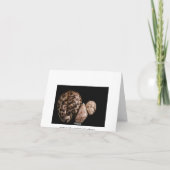 Cowrie Cones Card Karte (Rückseite)