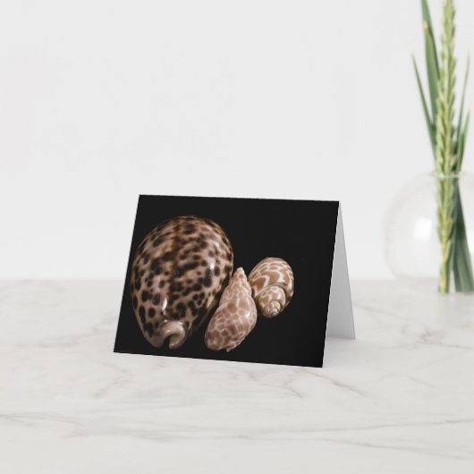 Cowrie Cones Card Karte (Vorderseite)