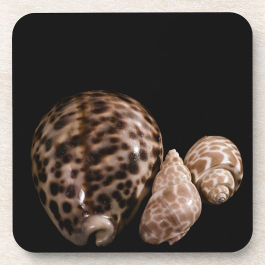 Cowrie Cones Cork Untersetzer (Vorderseite)