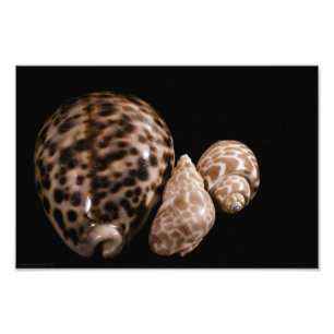 Cowrie Cones Foto