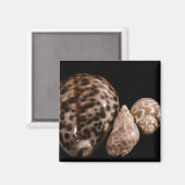 Cowrie Cones Magnet (Vorderseite/Rückseite)