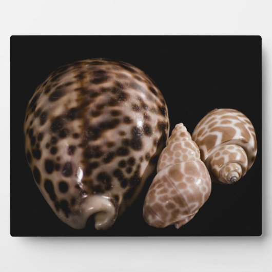 Cowrie Cones Plaque Fotoplatte (Vorderseite)