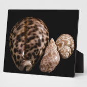 Cowrie Cones Plaque Fotoplatte (Seite)
