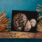 Cowrie Cones Plaque Fotoplatte (Seite)