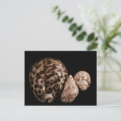 Cowrie Cones Postcard Postkarte (Stehend Vorderseite)
