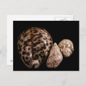 Cowrie Cones Postcard Postkarte (Vorne/Hinten)