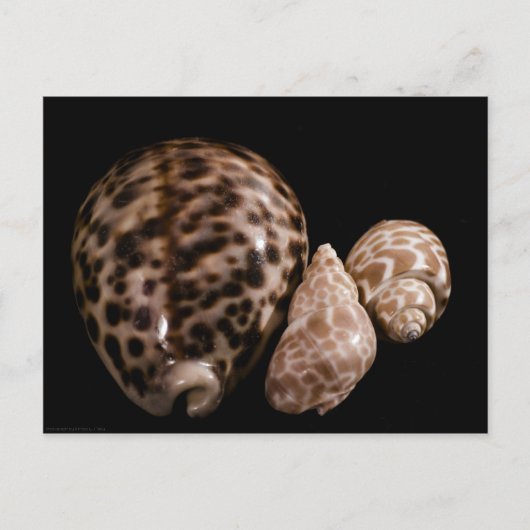 Cowrie Cones Postcard Postkarte (Vorderseite)