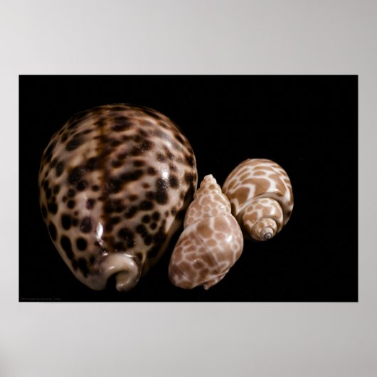 Cowrie Cones Poster (Vorne)