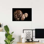 Cowrie Cones Poster (Heimbüro)
