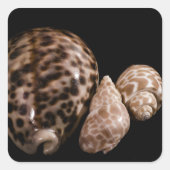 Cowrie Cones Sticker (Vorderseite)