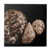 Cowrie Cones Tile Fliese (Vorderseite)