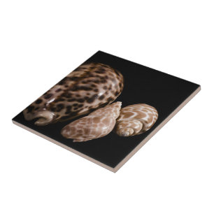 Cowrie Cones Tile Fliese