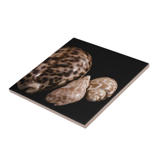Cowrie Cones Tile Fliese (Seite)