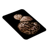 Cowrie Cones Vinyl Magnet (Rechte Seite)