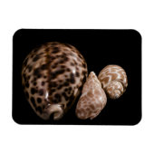Cowrie Cones Vinyl Magnet (Horizontal)