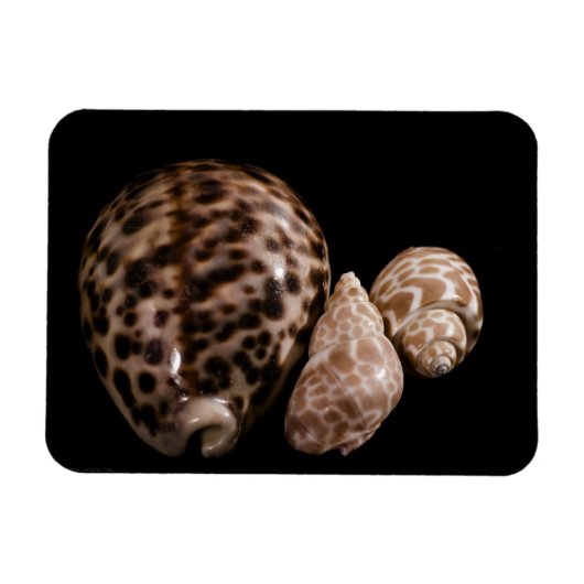 Cowrie Cones Vinyl Magnet (Horizontal)