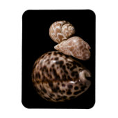 Cowrie Cones Vinyl Magnet (Vertikal)