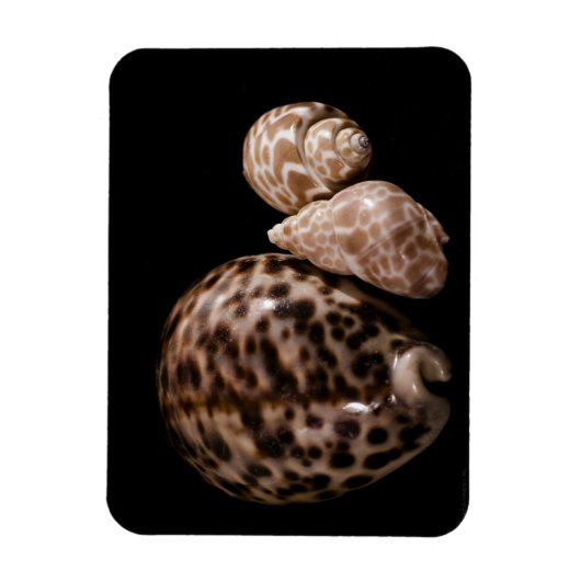 Cowrie Cones Vinyl Magnet (Vertikal)