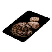 Cowrie Cones Vinyl Magnet (Linke Seite)