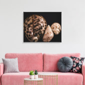 Cowrie Cones Wrapped Canvas Leinwanddruck (Insitu (Wohnzimmer))