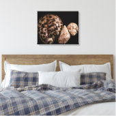 Cowrie Cones Wrapped Canvas Leinwanddruck (Insitu (Schlafzimmer))
