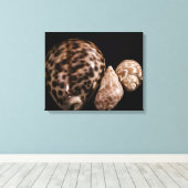 Cowrie Cones Wrapped Canvas Leinwanddruck (Insitu (Holzboden))