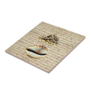 Cowrie Muscheln Fliese