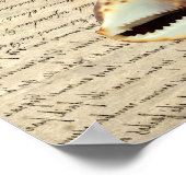 Cowrie Muscheln Poster (Ecke)