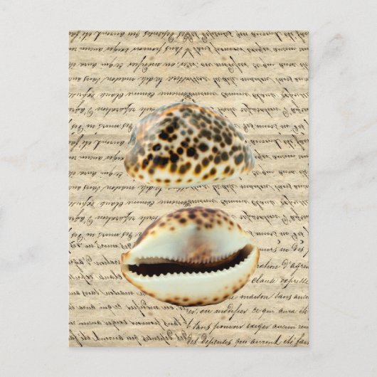 Cowrie-Muscheln Postkarte (Vorderseite)