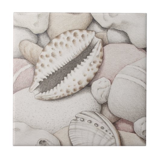 Cowrie u. Ohrschnecken-Muschel-und Fliese (Vorderseite)