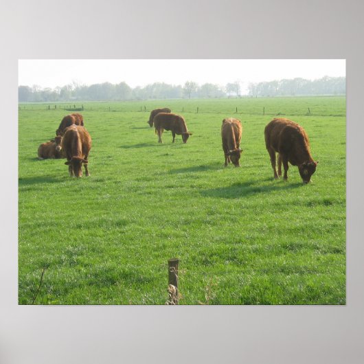 Cows Foto Poster Print (Vorne)