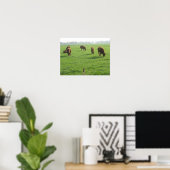 Cows Foto Poster Print (Heimbüro)