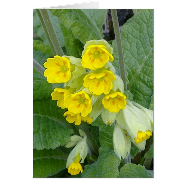 Cowslip-Blume (Vorne)