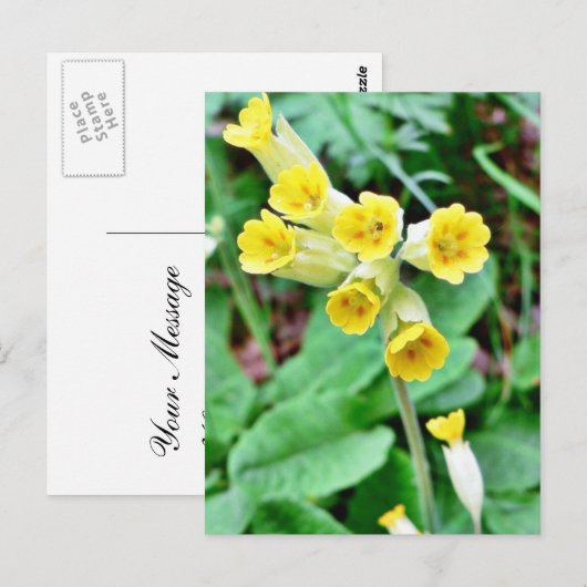Cowslip Blume Postkarte (Vorne/Hinten)