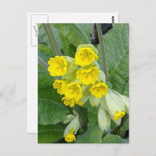Cowslip Blume Postkarte (Vorne/Hinten)