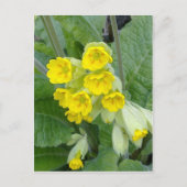Cowslip Blume Postkarte (Vorderseite)