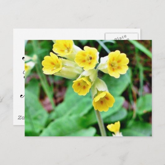 Cowslip-Blume Postkarte (Vorne/Hinten)