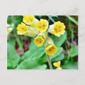 Cowslip-Blume Postkarte (Vorderseite)