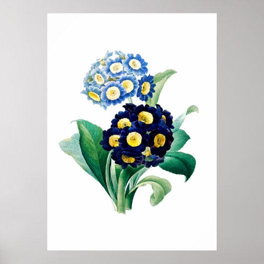 Cowslip Primrose Print von Pierre-Joseph Redouté Poster (Vorne)