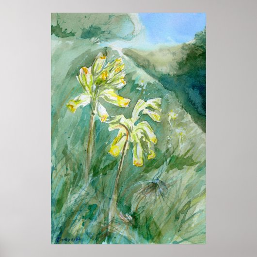 Cowslips Primula veris auf einer Grasbank Poster (Vorne)