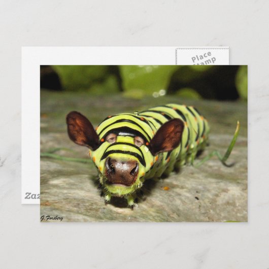 Cowtersäule Postkarte (Vorne/Hinten)