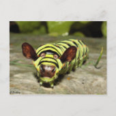 Cowtersäule Postkarte (Vorderseite)