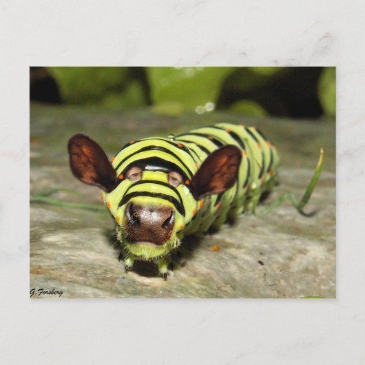 Cowtersäule Postkarte (Vorderseite)